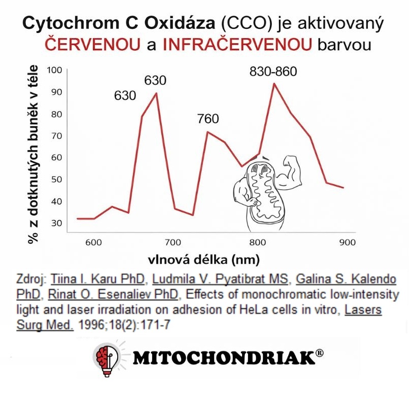 Tiina Karu Štúdia cytochrom C oxidaza aktivovaný červeným a infračerveným svetlom